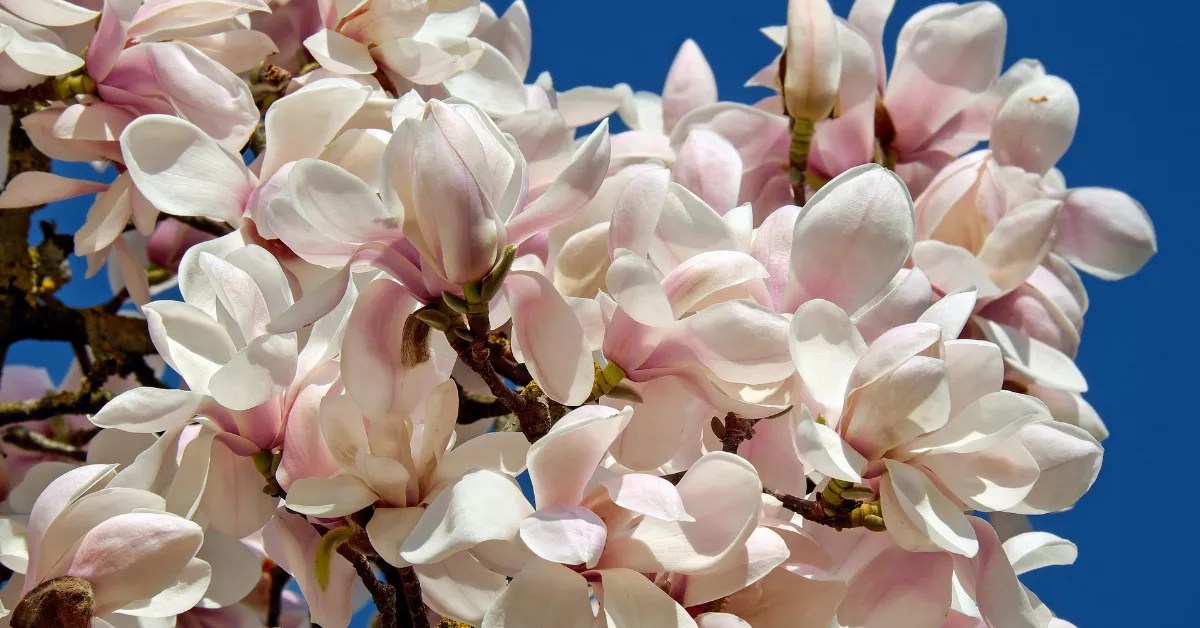 Unlocking Secrets Magnolia Flower Power in Perfume Creation!