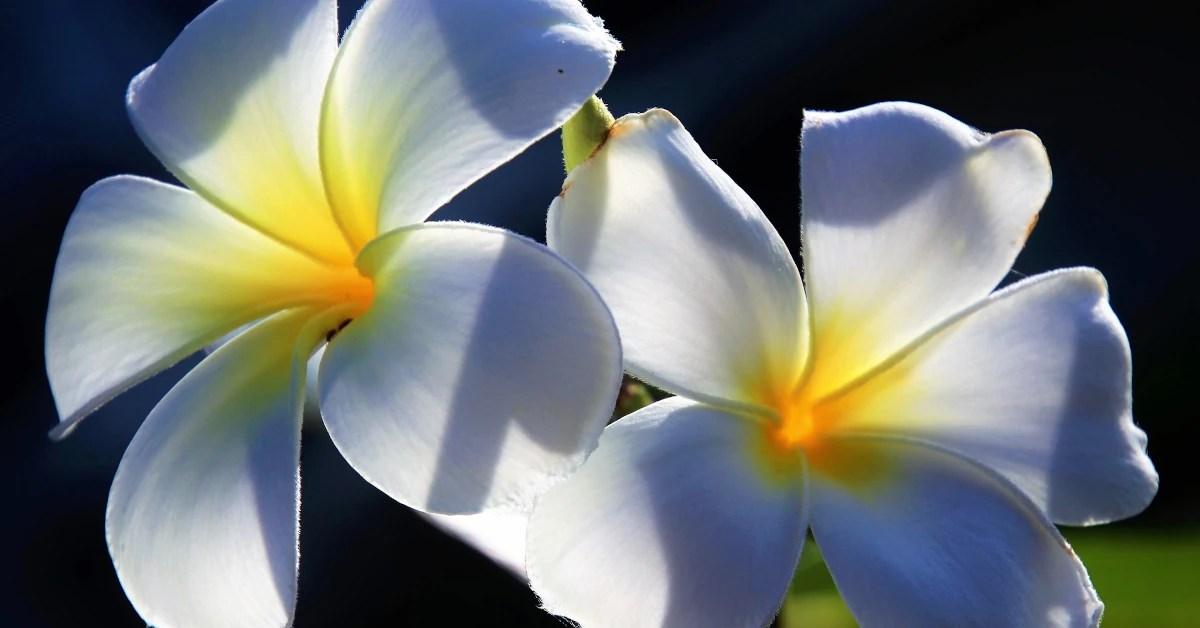 What's the Difference Between Frangipani and Plumeria?
