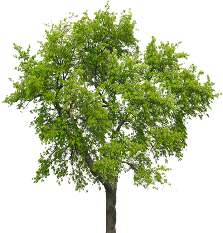 Cherry Lumber – Bloomus