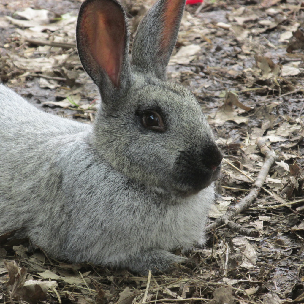Backyard Rabbits Bloom Where You're Planted