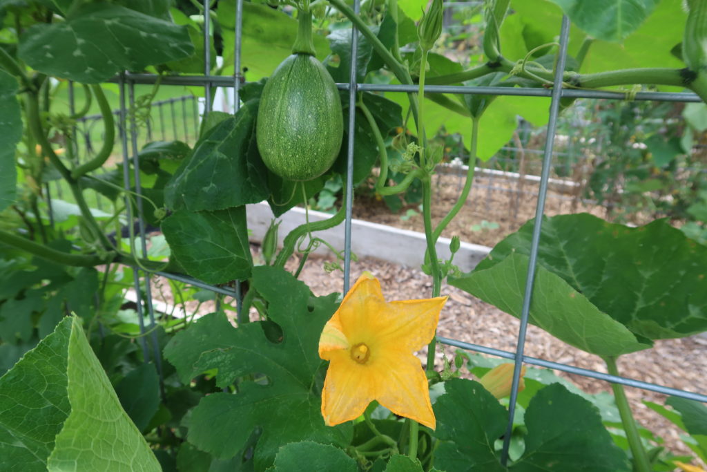 Win the War Against the Squash Vine Borer with Resistant Varieties