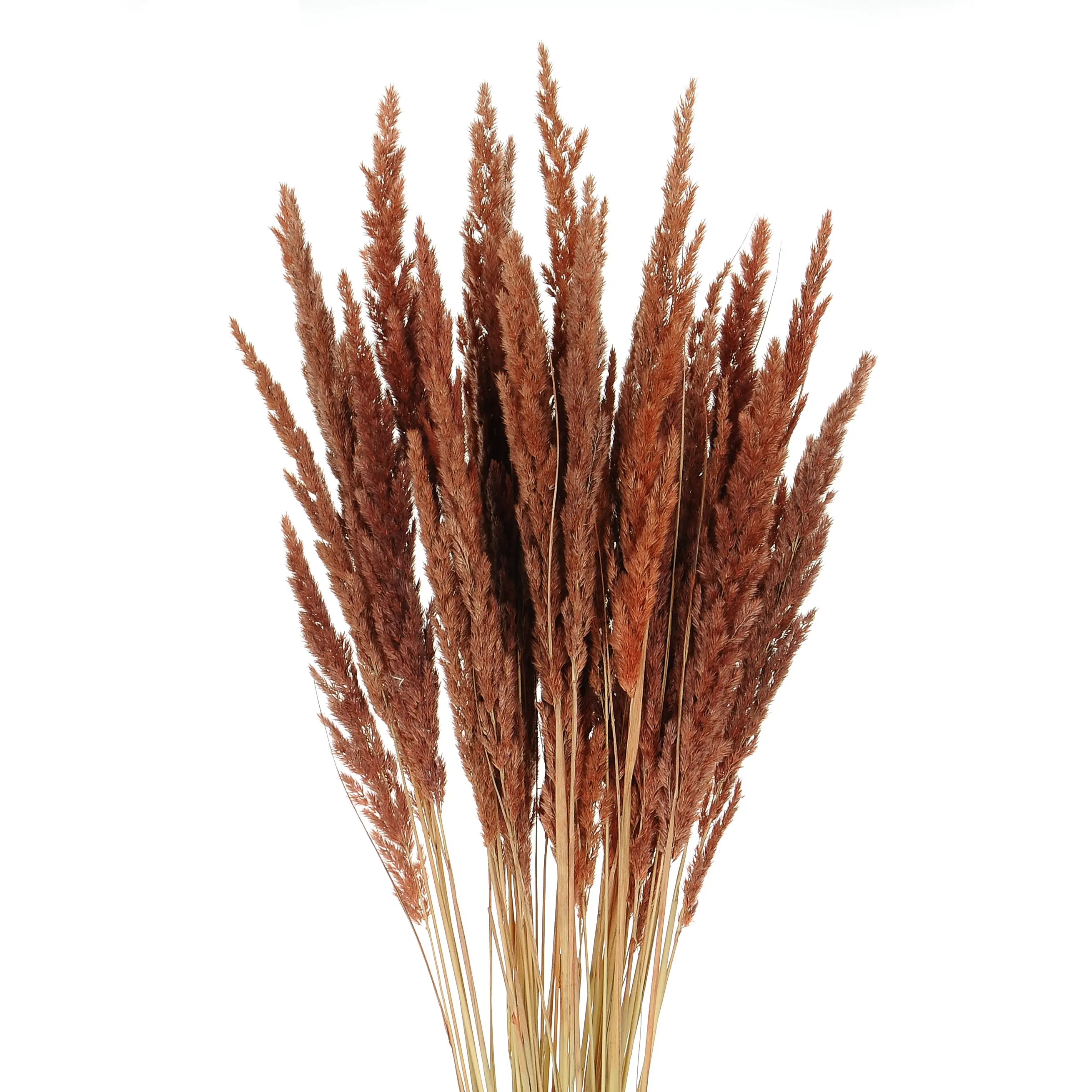 Dried decorative grass brown bunch 50 stems Blosmi suszone kwiaty i trawy do wazonu i