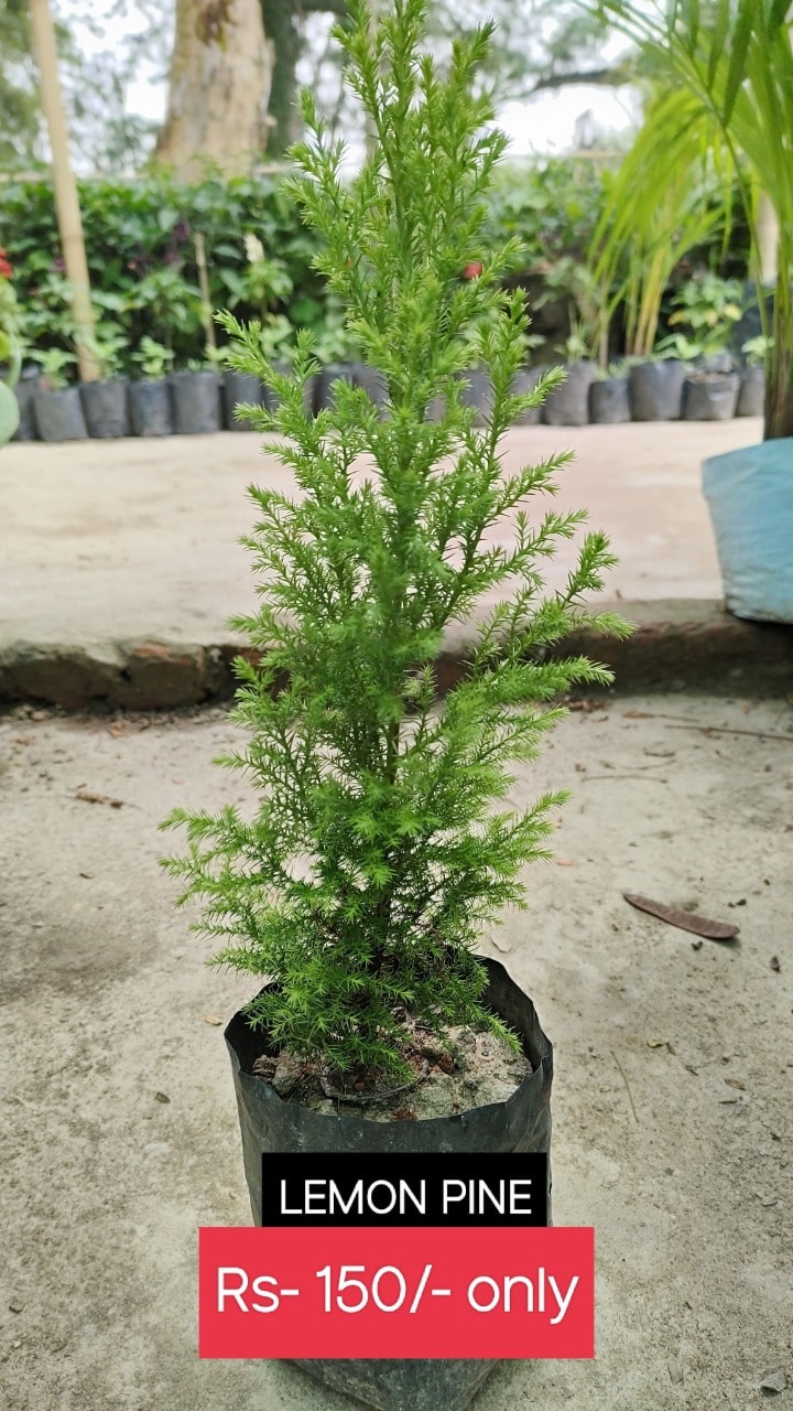 Lemon Pine Blossom Exotica