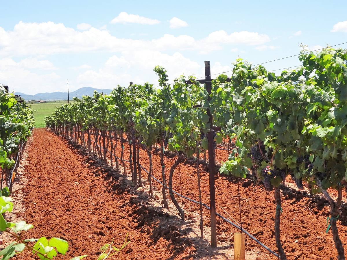 Sonoita, Arizona The Ultimate Visitors Guide