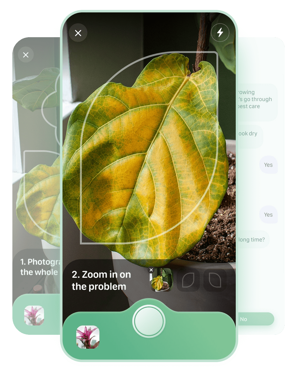 Blossom Plant Disease Identification