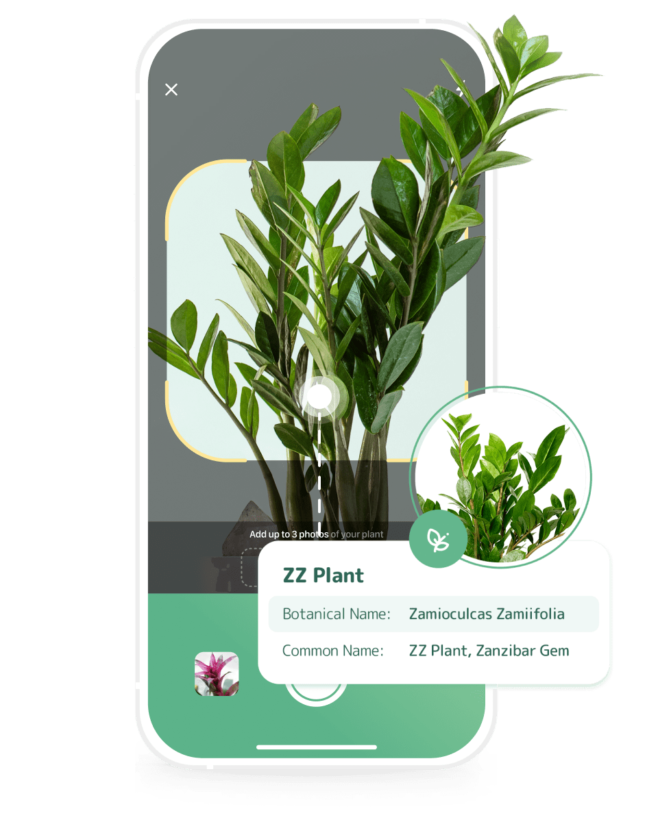 Blossom Plant Identification