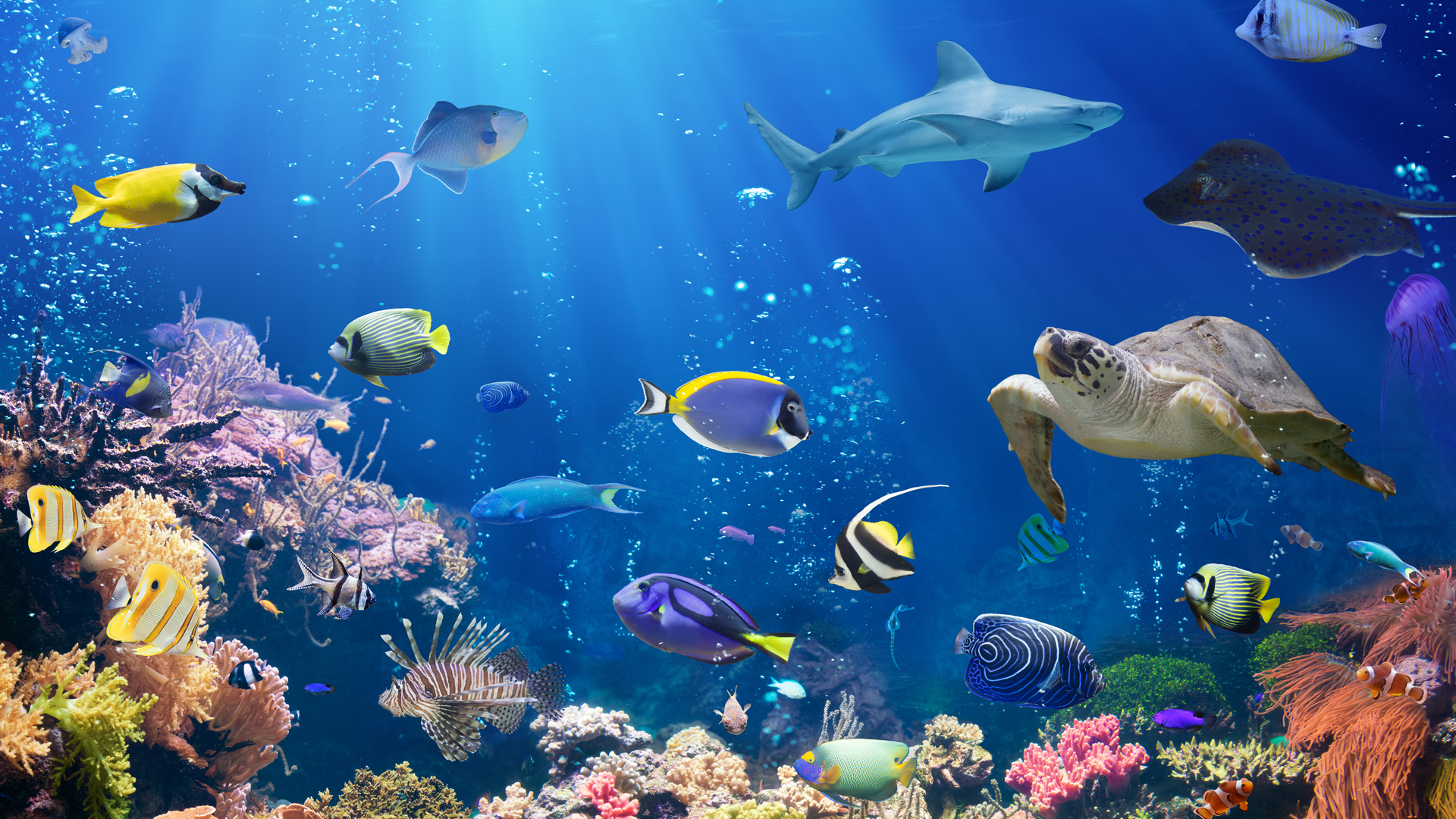 Underwater Background For Zoom Meetings Free Hakai