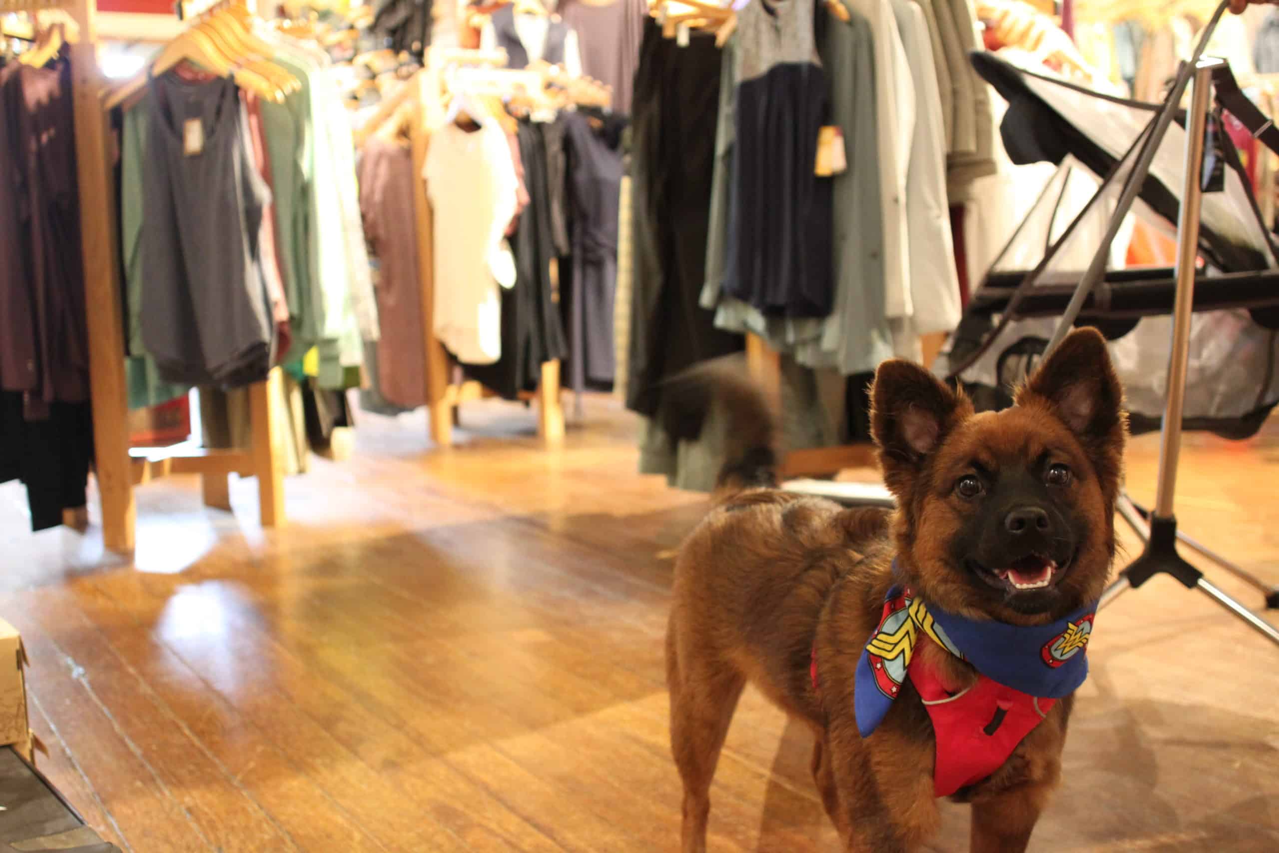 Dogs Love Blowing Rock! ⋆ Blowing Rock