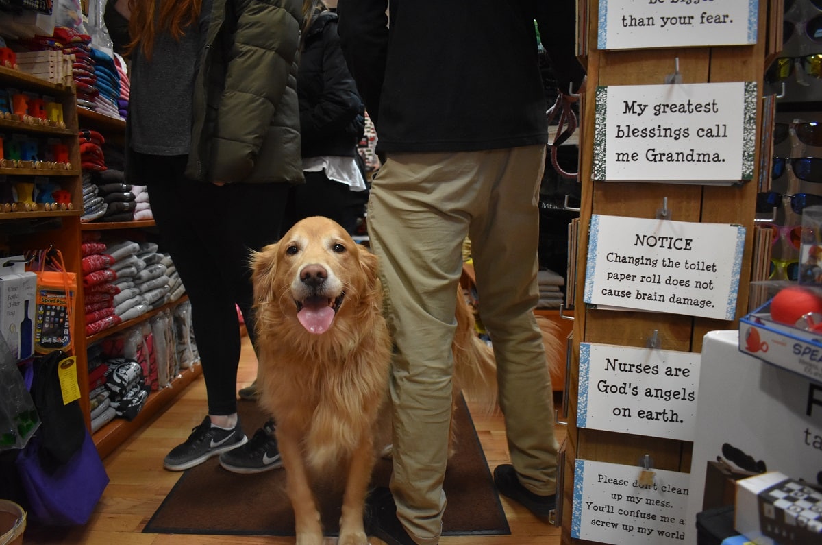 Are Dogs Allowed At Blowing Rock