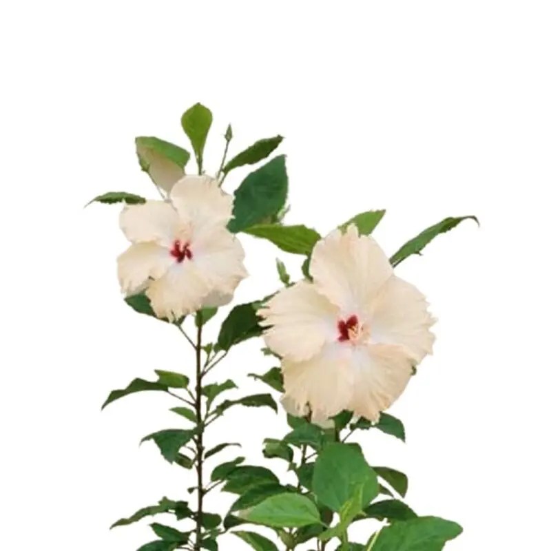 Hibiscus Rosa Sinensis “Cream” blozem