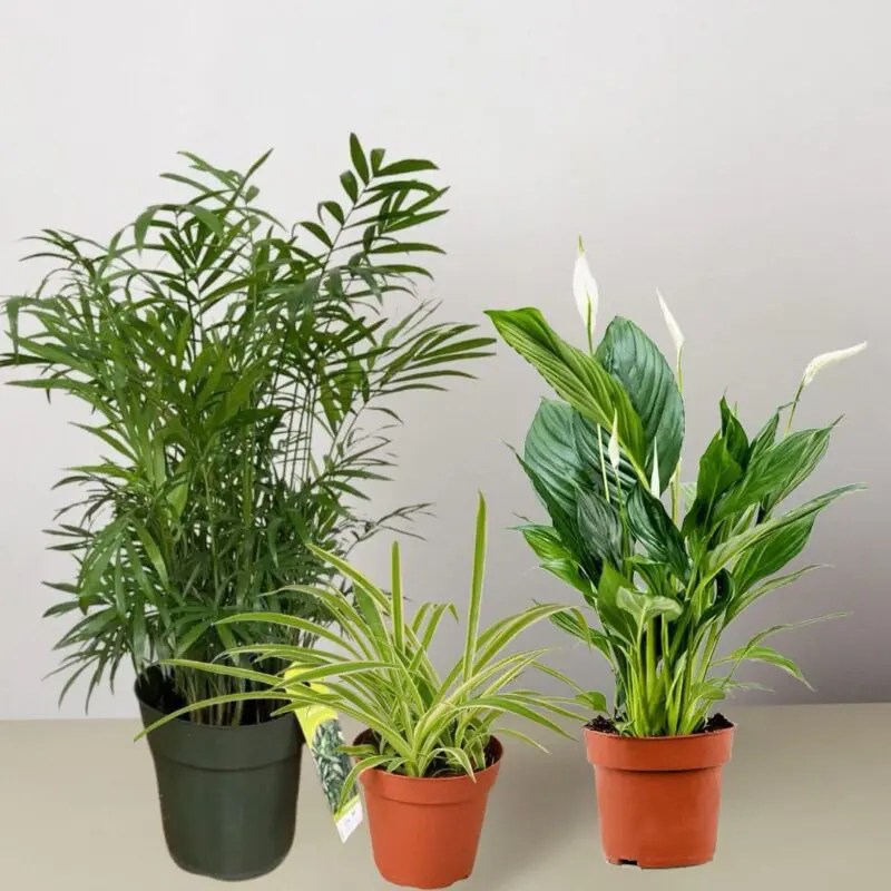 Easy Care Variety Bundle 3 plants blozem