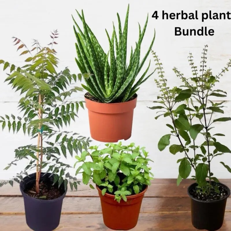Herbal Plants Bundle blozem