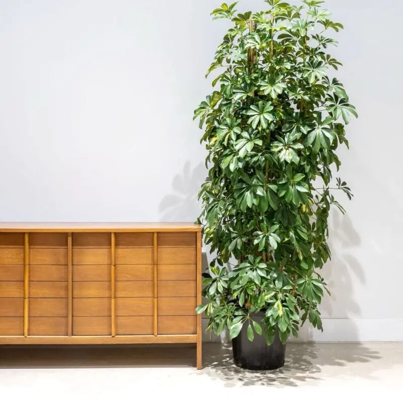 Schefflera arboricola Dwarf Umbrella Tree Big size (Bushy) 150cm blozem