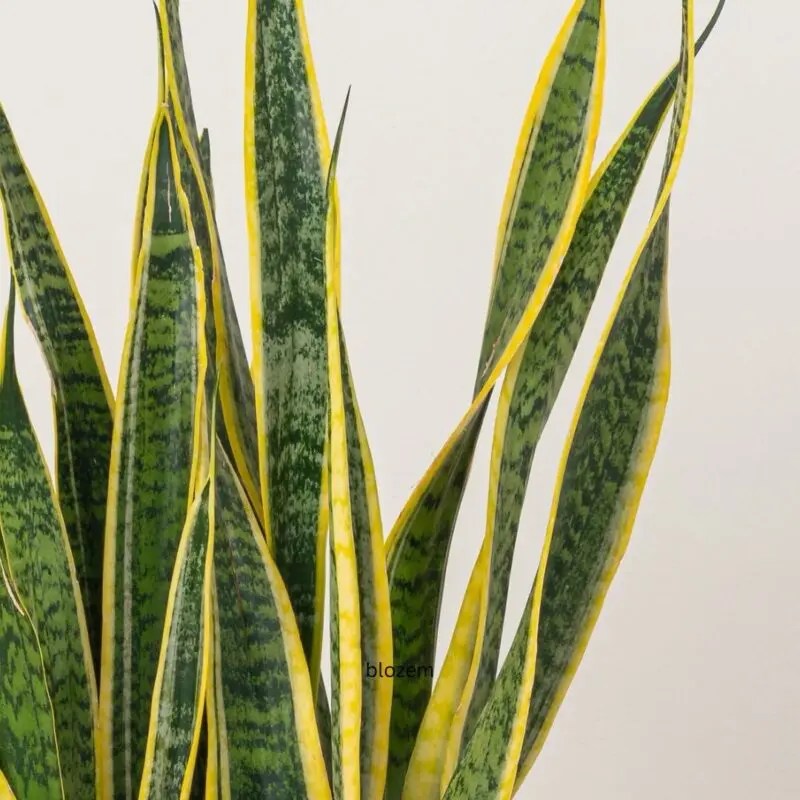 Potted large Snake Plant with Big Pot blozem
