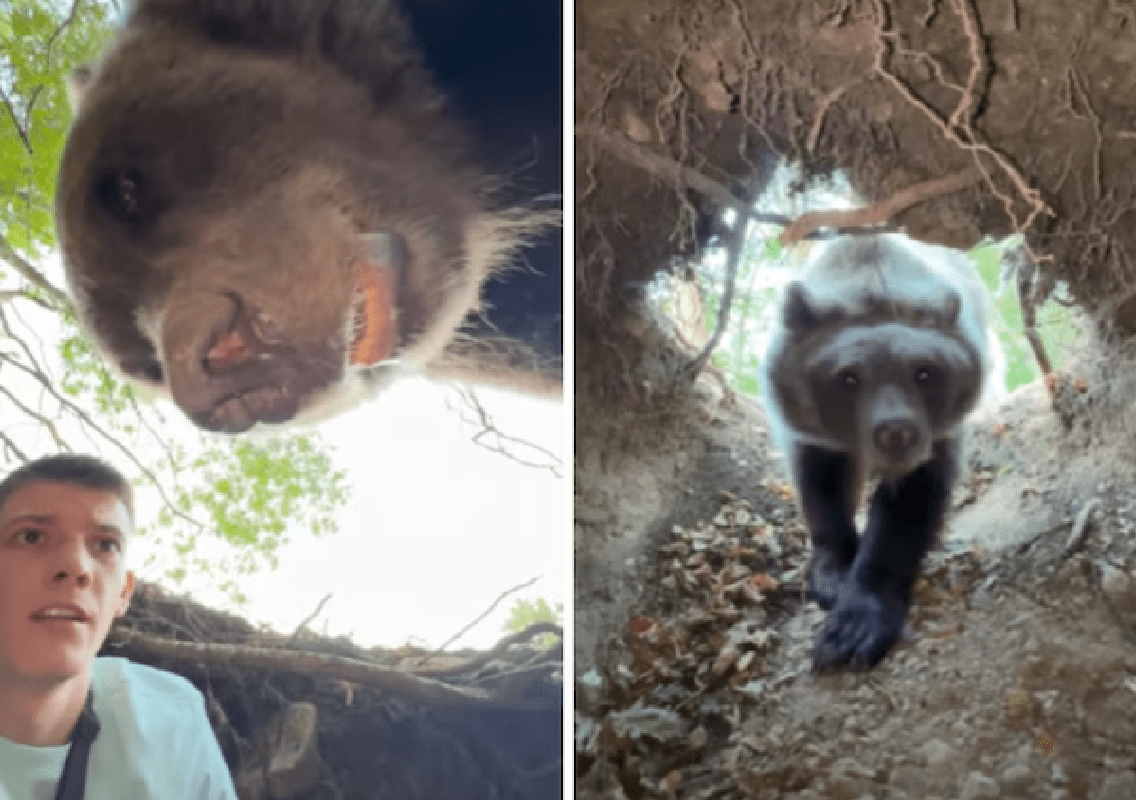 Serbian Influencer Stefan Jankovic Survives Close Bear Encounter in the