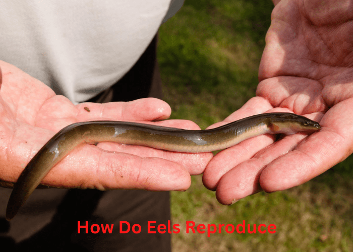 How Do Eels Reproduce Bludwing