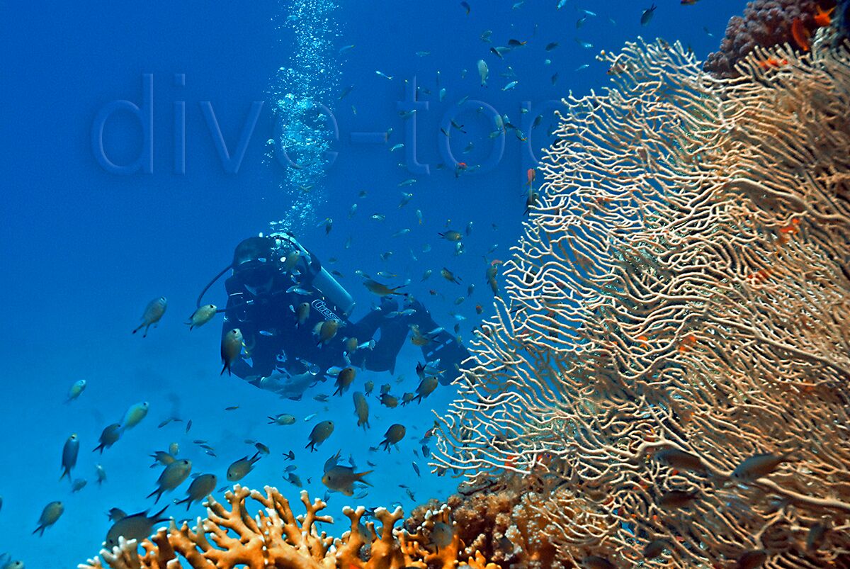 Blue Submarine Dive Sites Marsa Alam Diving Marsa Alam