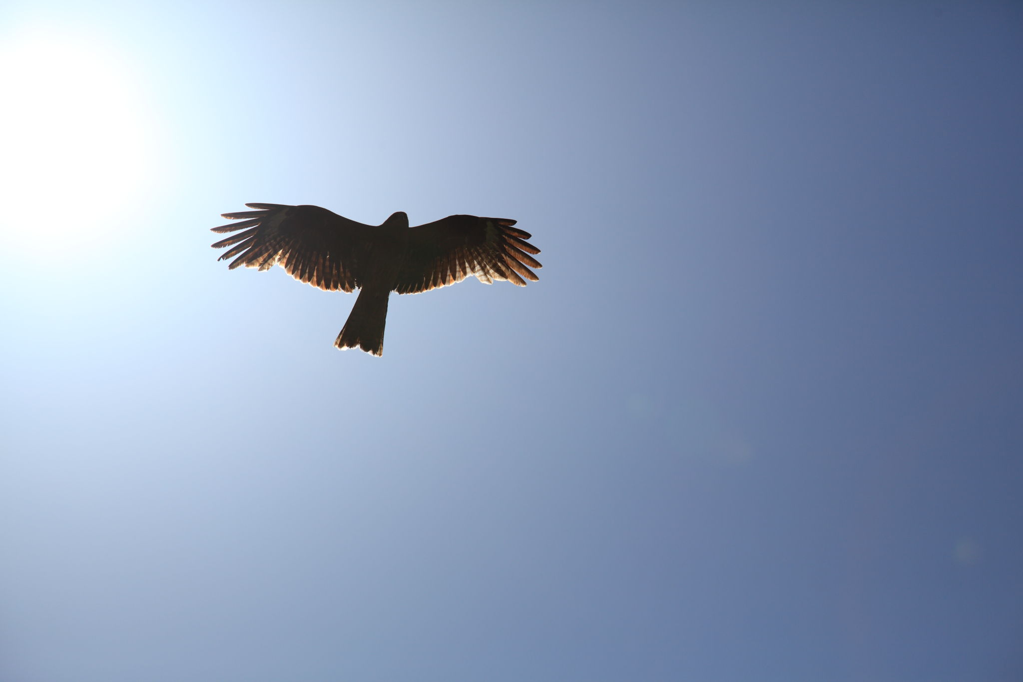 奇跡の瞬間】鳥の背中に乗って空を飛ぶイタチが可愛すぎる!! (2015年3月4日) - エキサイトニュース 友ヶ島・空を飛ぶ鳥 | Bluewind～商用利用可のフリー写真素材