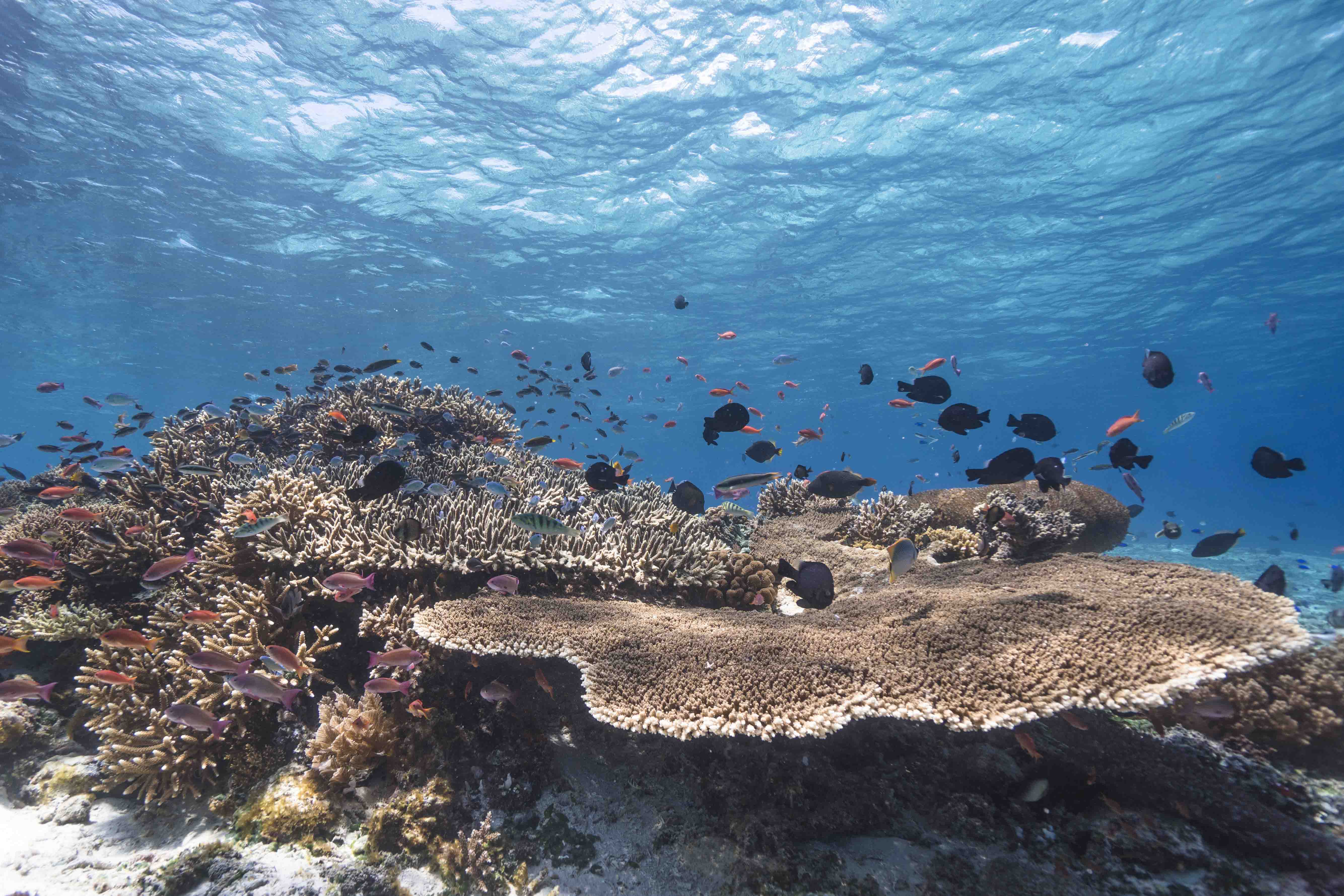 Coral_Reef BLUE wonders