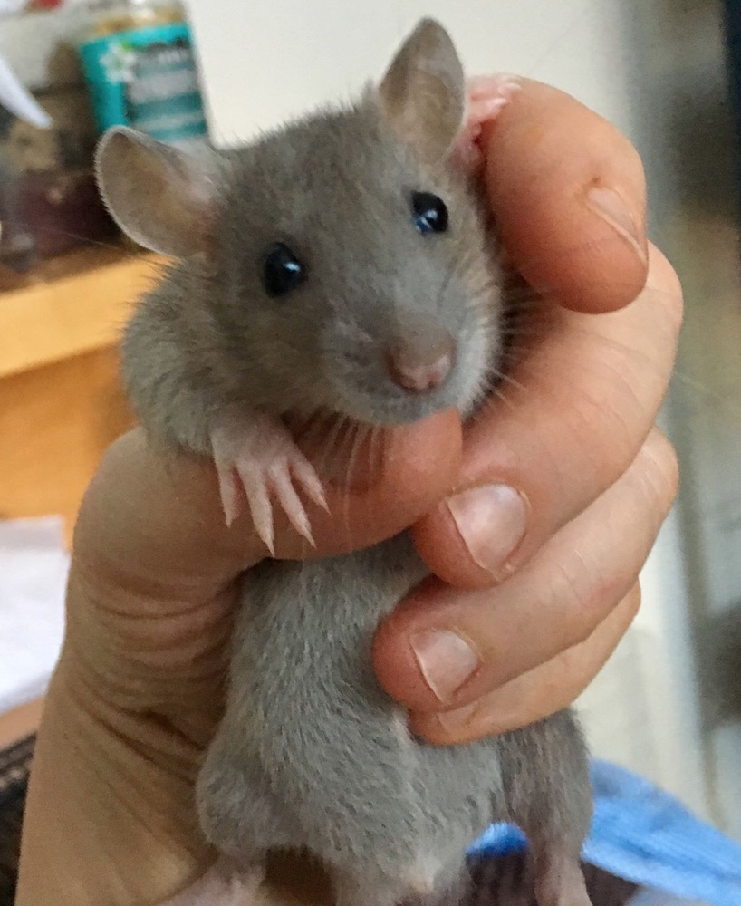 How Much Does It Cost To Keep Rats? Blue Apple Rattery