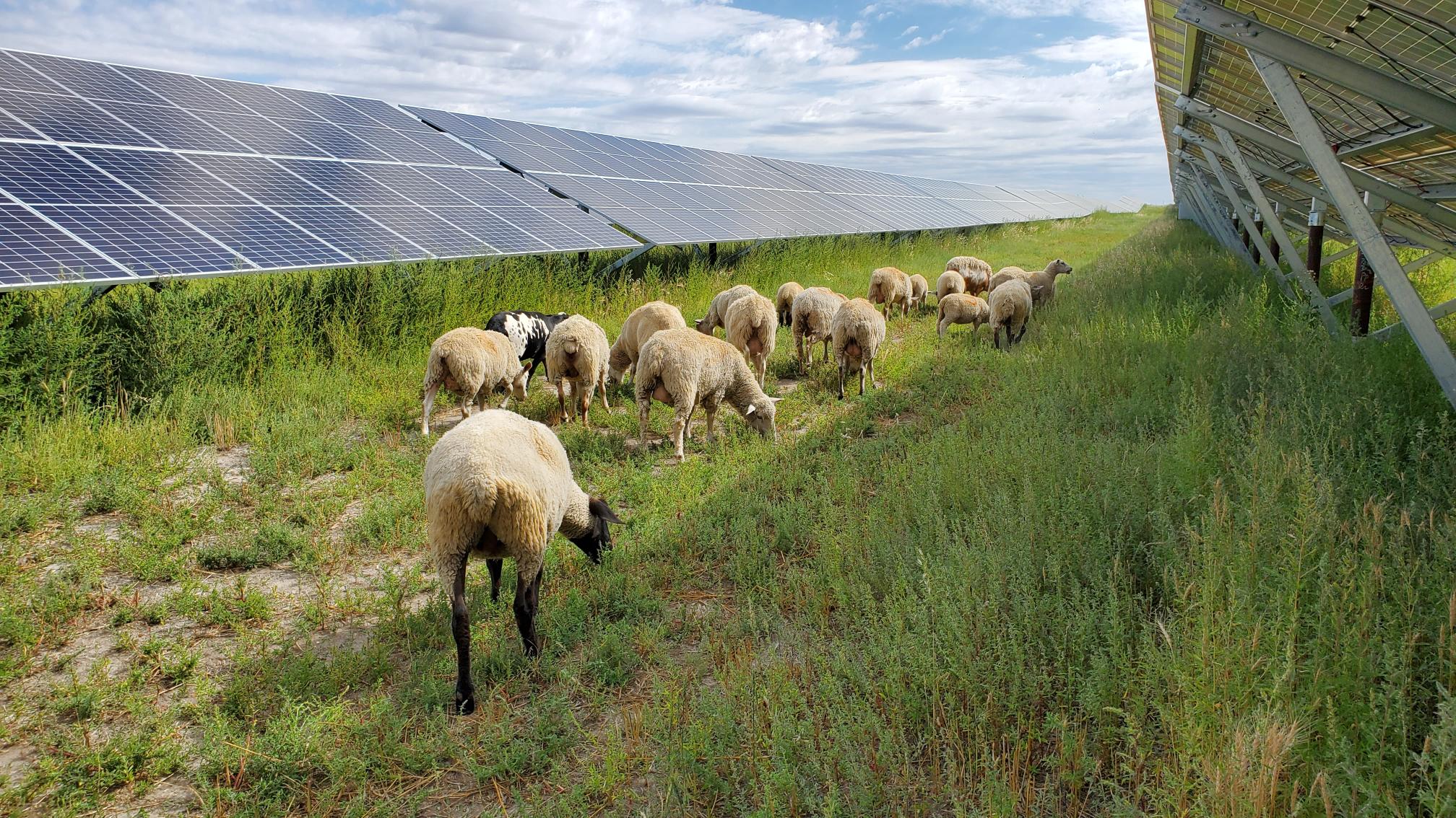 Our Story BluEarth Renewables