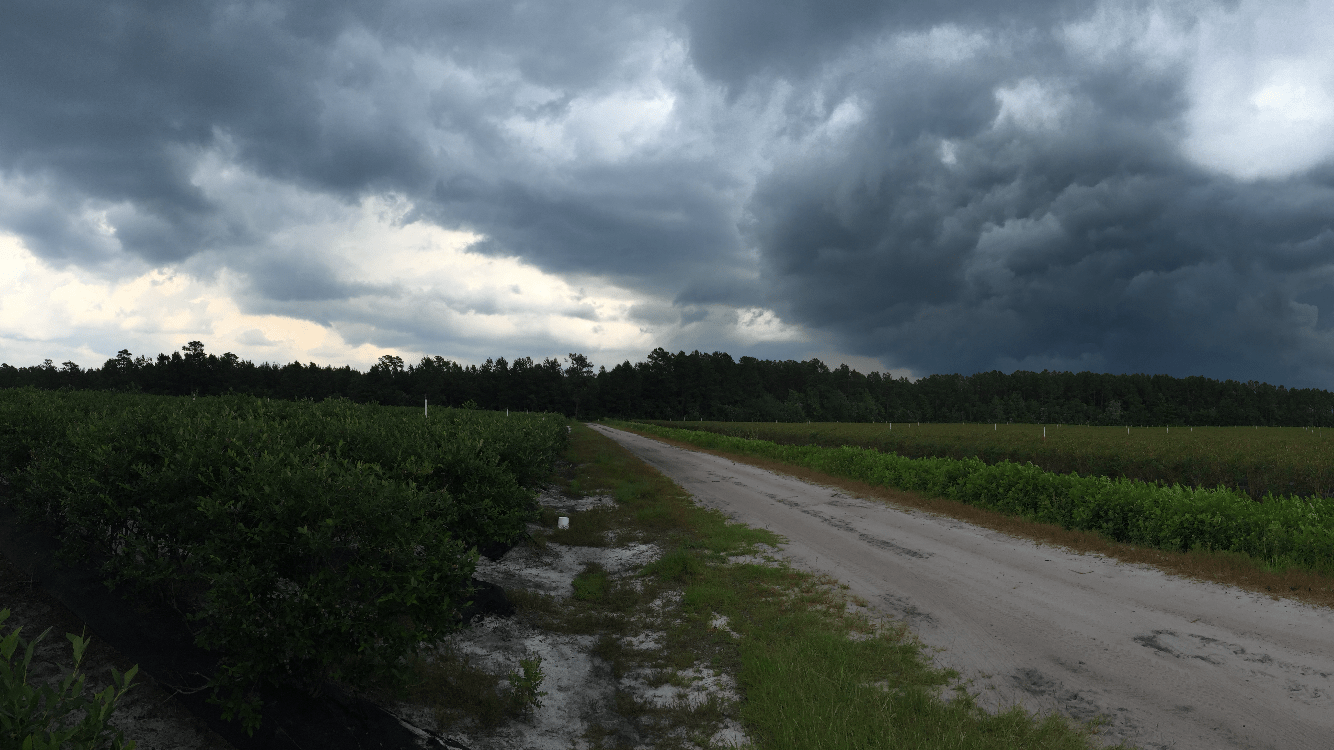 Blueberries NC State Extension