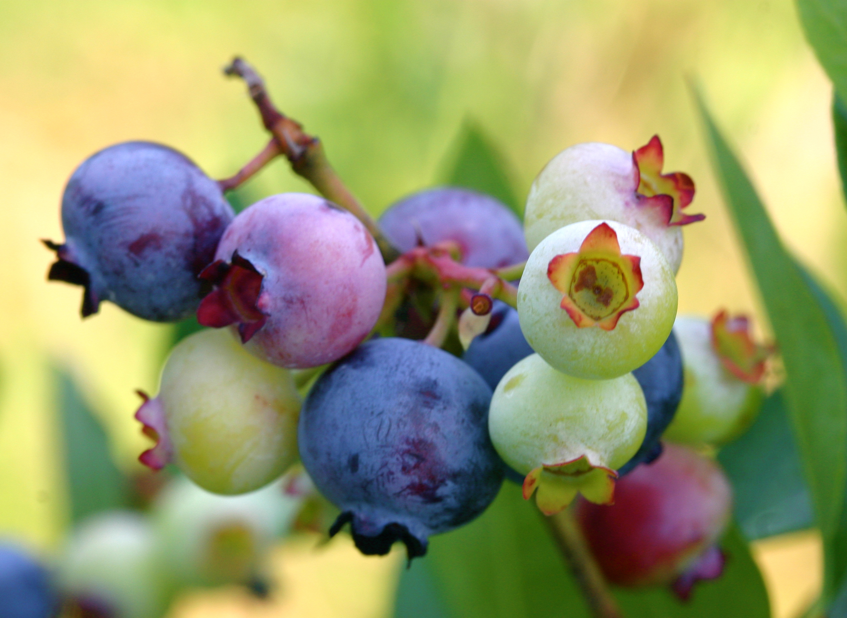 FAQs Hazen's Riverside Blueberries Coquille Oregon