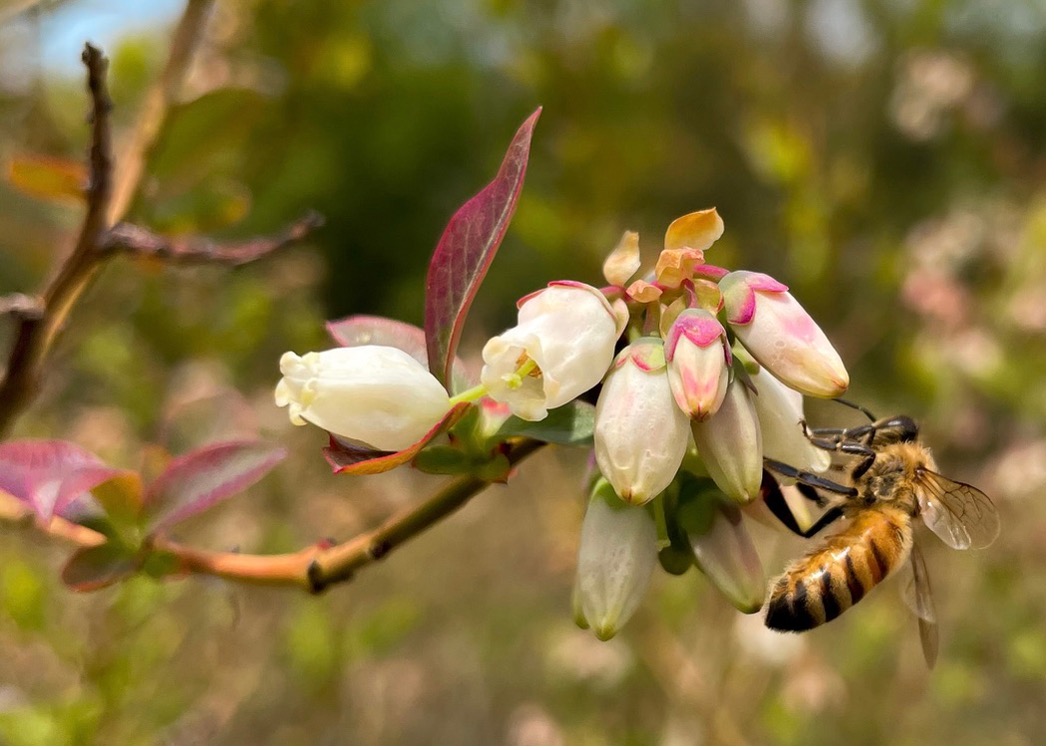 Honey bee hive tour Blueberry Pollination Project