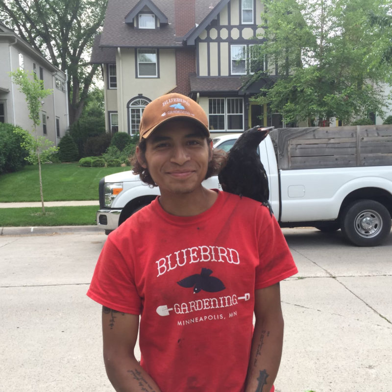 Employment Bluebird Gardening