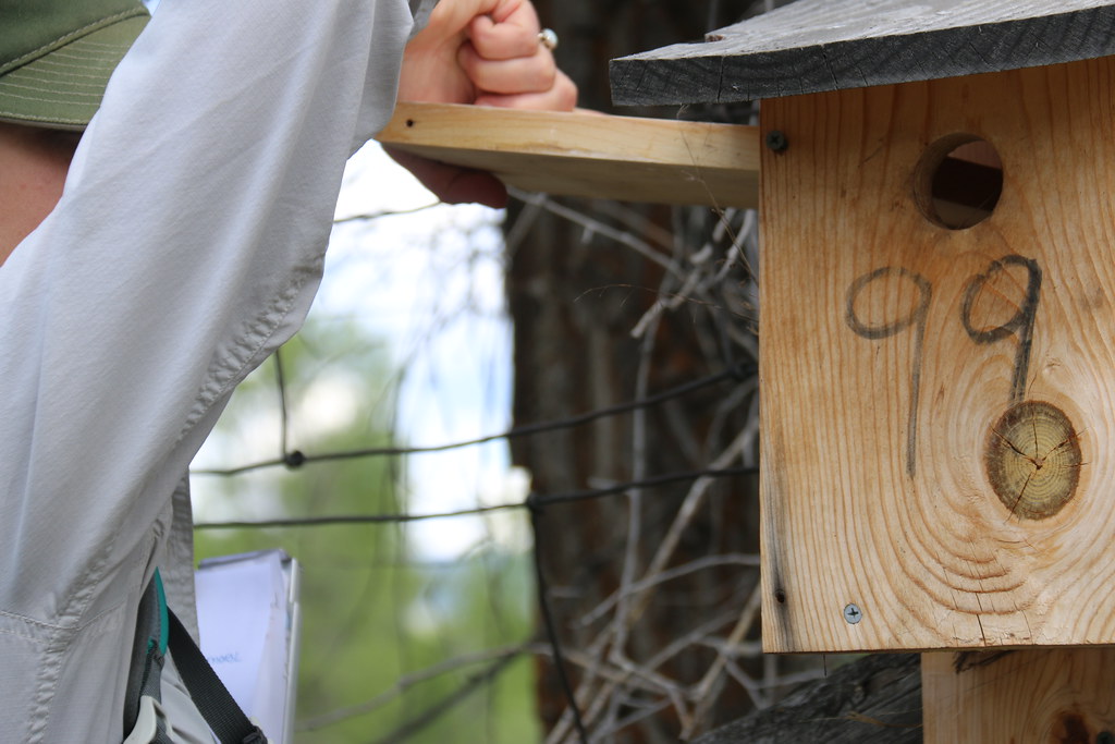 Are Bluebirds Aggressive? (To People, Other Birds, Etc.) Bluebird