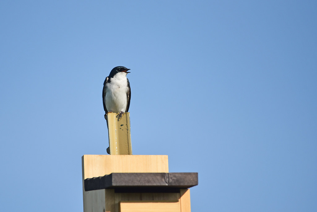 Are Bluebirds Aggressive? (To People, Other Birds, Etc.) Bluebird