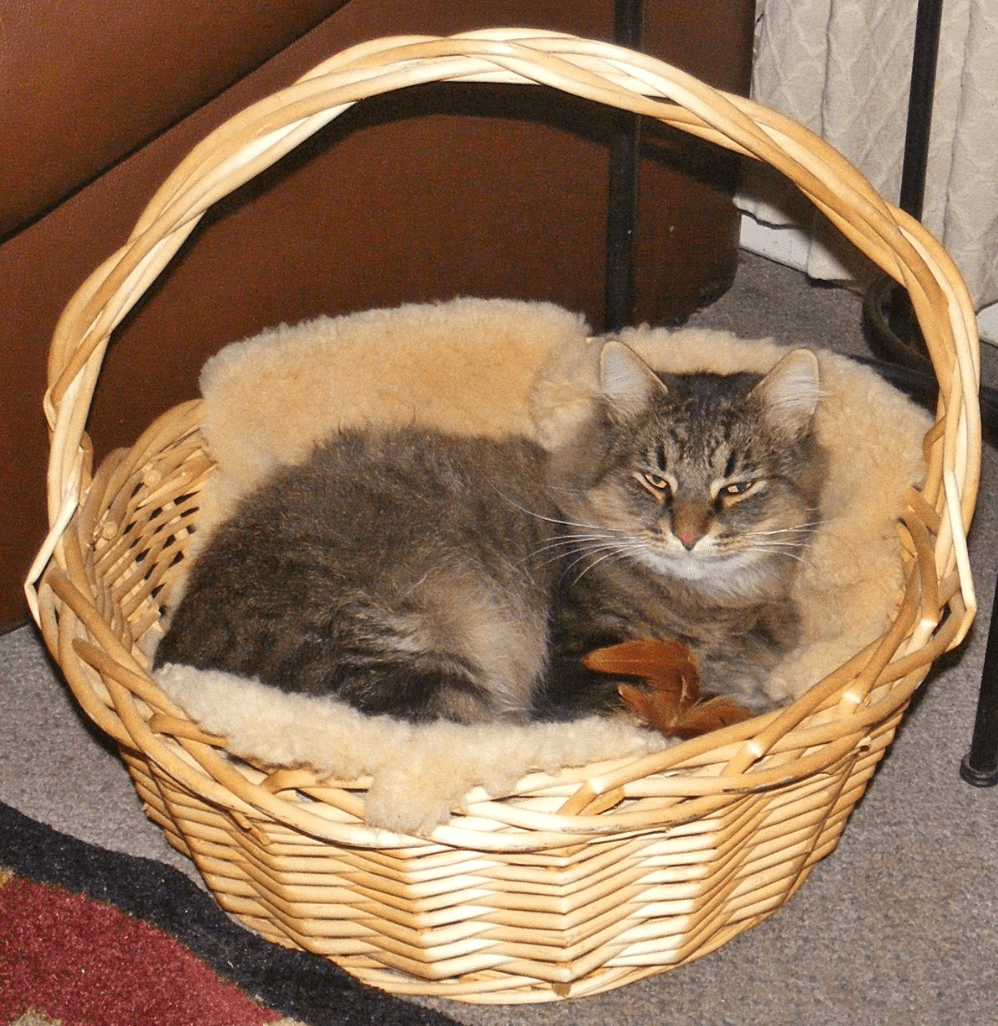 bluebird of bitterness The opinions expressed are those of the author