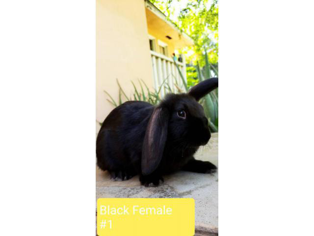 10 weeks old French Lop Bunnies still available Bakersfield Bunnies