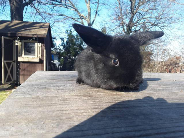 1 black mini holland lop bunny for sale North Cape May