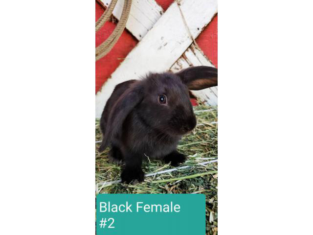 10 weeks old French Lop Bunnies still available Bakersfield Bunnies