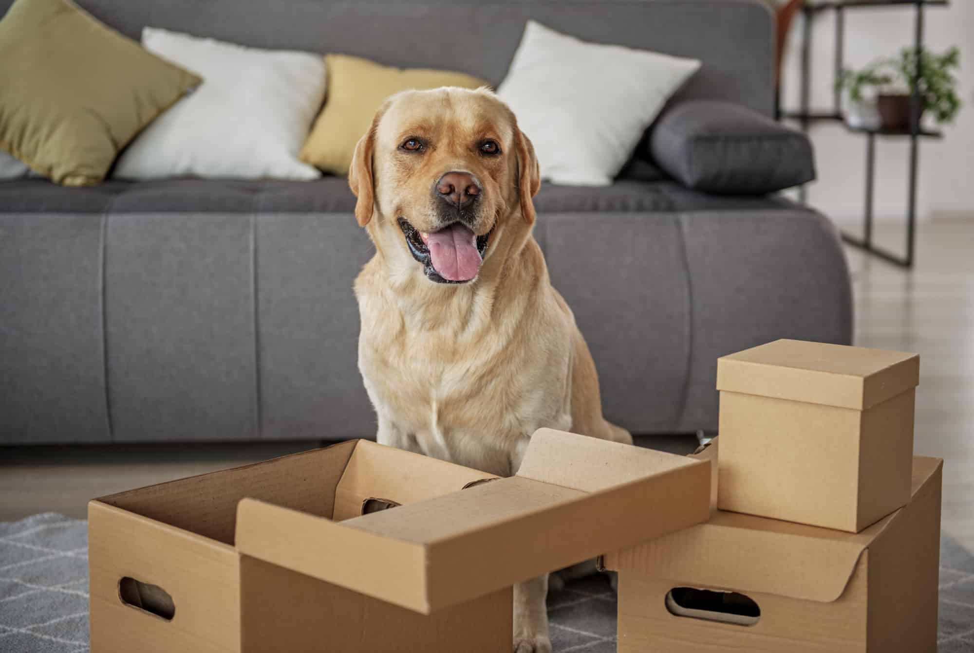 How Does Pet Relocation Work?