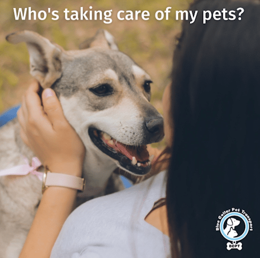 Jaycie Goes Across Florida with Blue Collar Pet Transport