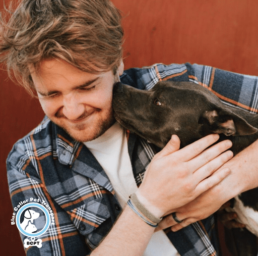 Pet Transportation Services Blue Collar Pet Transport Home