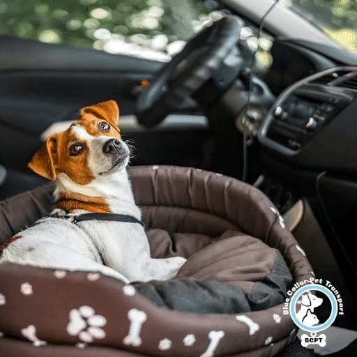 Pet Transportation Services Blue Collar Pet Transport Home