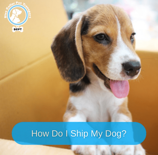 Reasons to Hire a Pet Transporter in this DIY Age