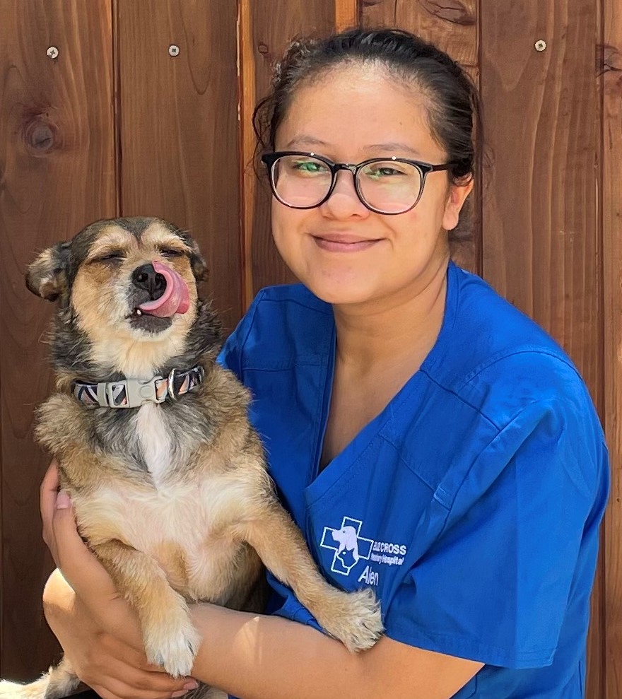 Our Vet Team Long Beach Vet Blue Cross Veterinary Hospital