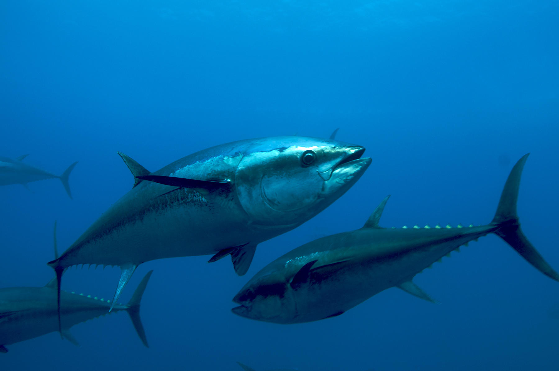 Atlantic Blue Fin Tuna ( Thunnus Thynnus ) Blue Climate Solutions