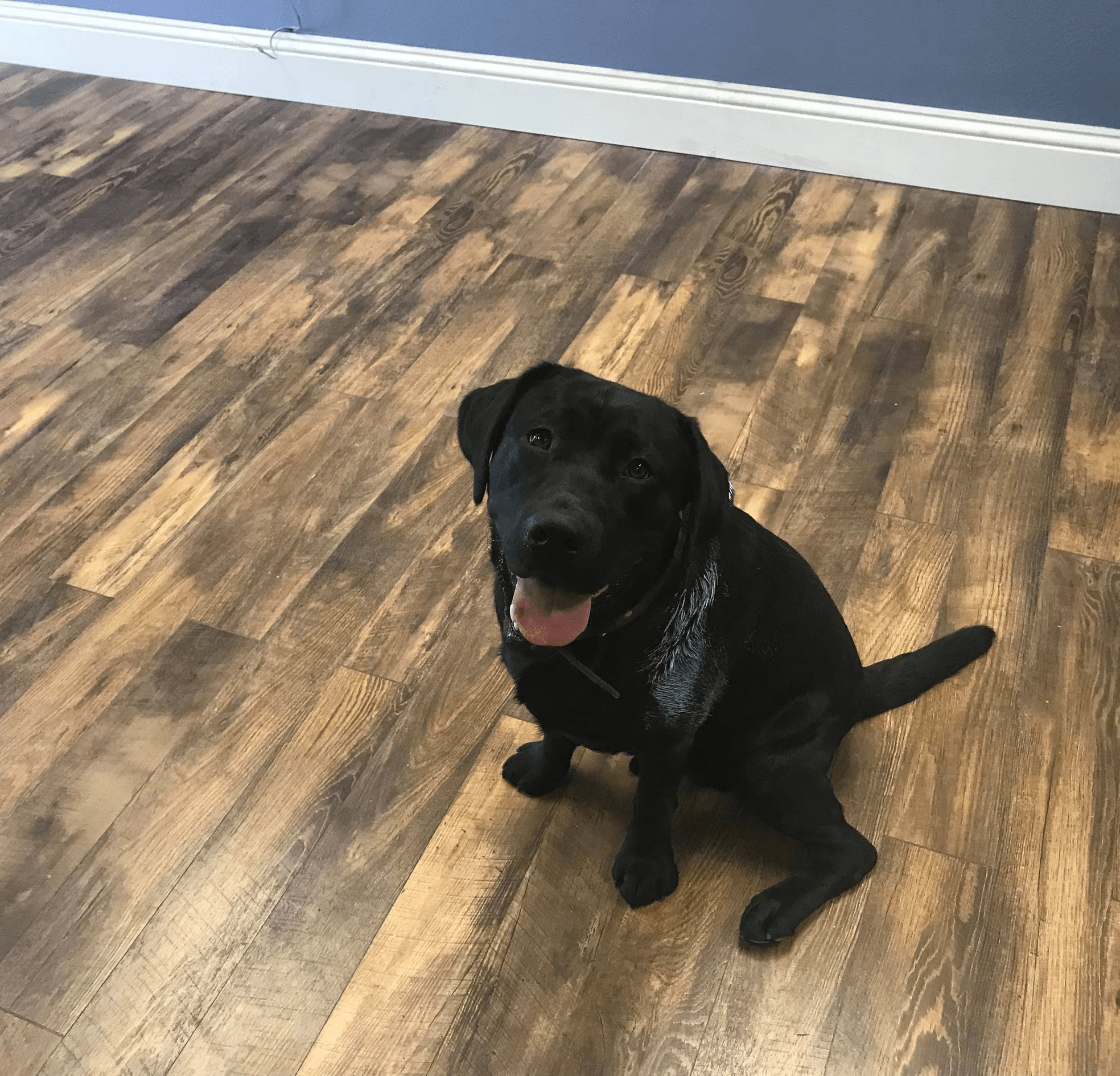 Our Story BLUE DOG ROOFING & CONSTRUCTION