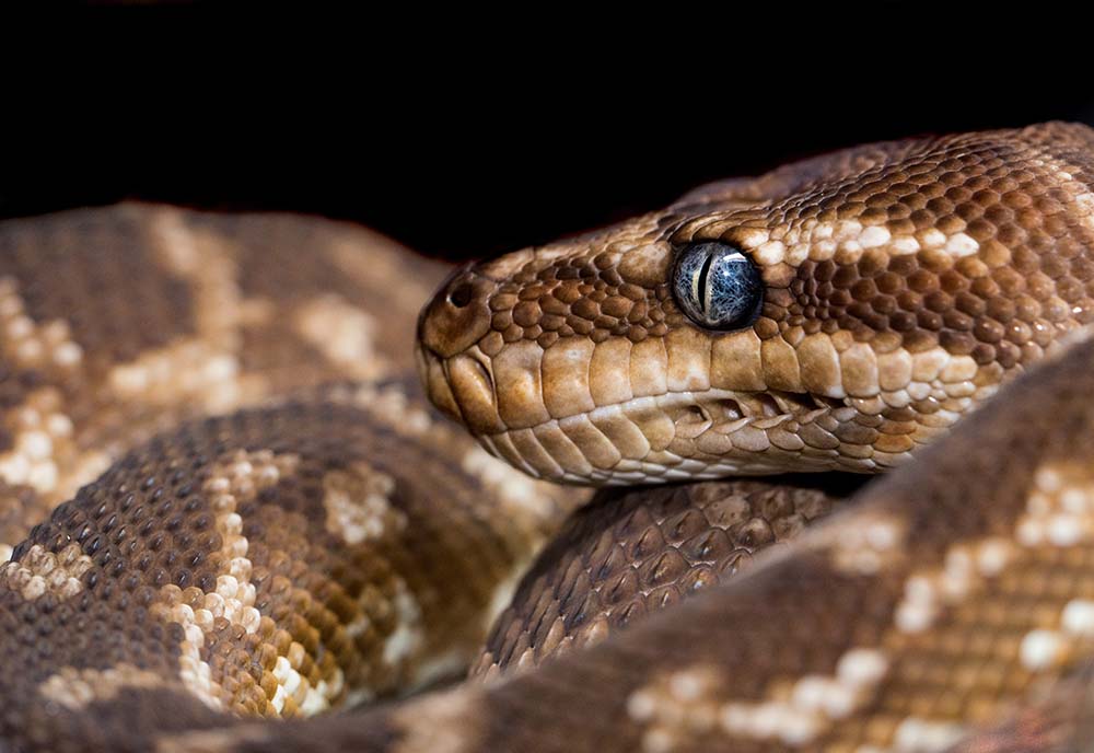 Do Carpet Pythons Make Good Pets? Blue Dragon Pets