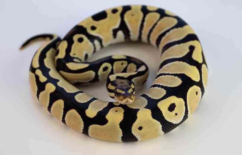 What Snakes are Easiest to Breed? (5 Examples) Blue Dragon Pets