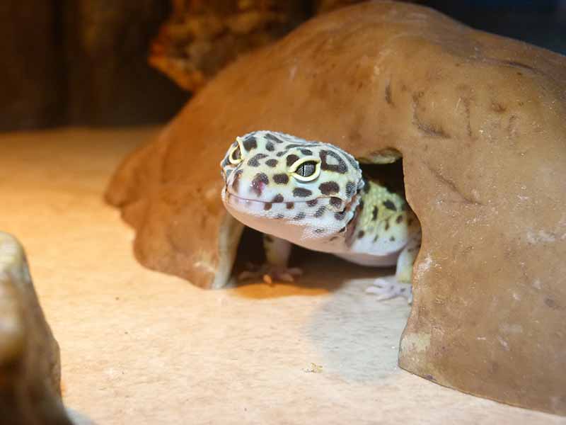 Do Leopard Geckos Make Good Pets?(With Pics) Blue Dragon Pets