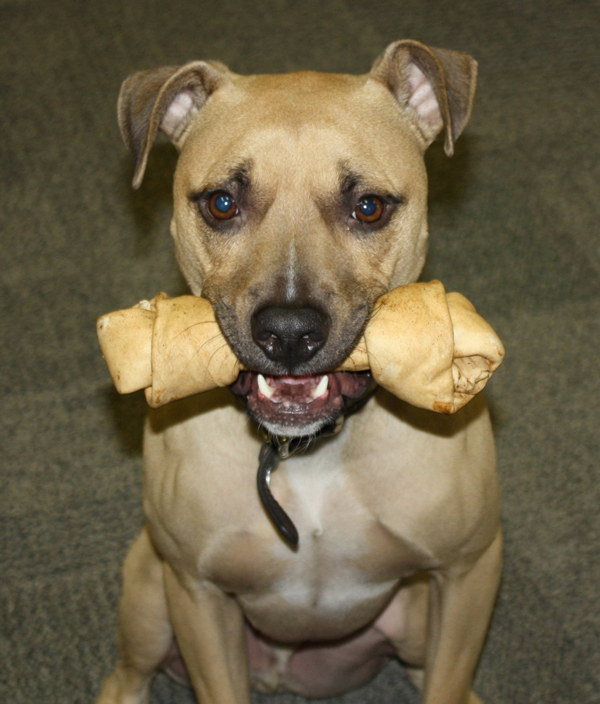 Healthy Beefhide Rawhide Dog Bones Raw Hide Chews dog treats Pack of 3 Prime Rib Flavored