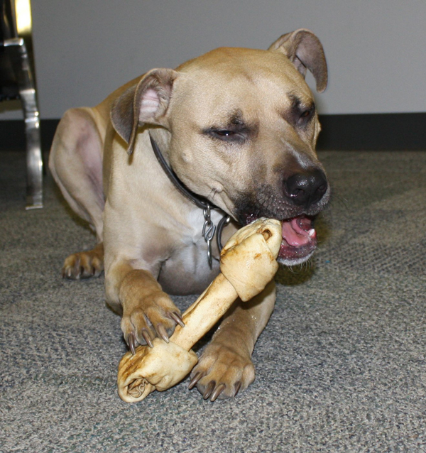 Healthy Beefhide Rawhide Dog Bones Raw Hide Chews dog treats Pack of 3 Prime Rib Flavored