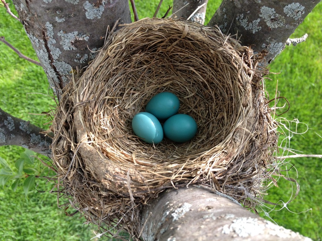 …favorite things friday blue eggs brown nests