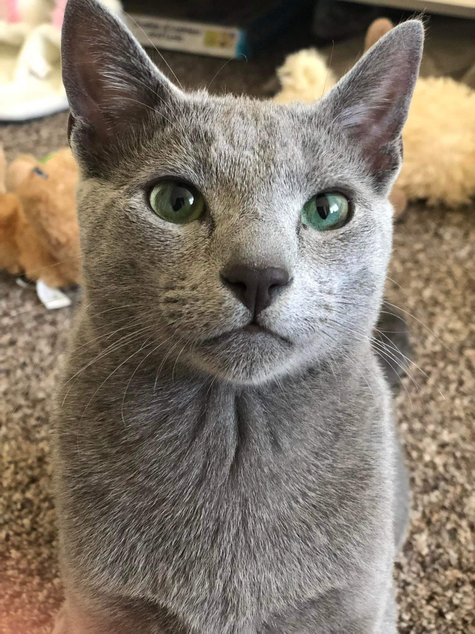 Cats from our cattery ) Russian Blue Cattery Ireland